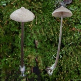 Entoloma conicum image