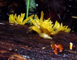 Calocera cornea image