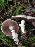 Agaricus silvaticus image