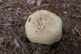 Agaricus didymus image