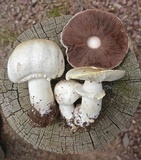 Agaricus didymus image