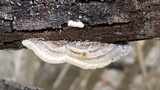 Trametes villosa image