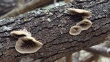 Trametes villosa image