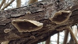 Trametes villosa image