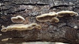 Trametes villosa image