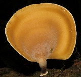Polyporus leprieurii image