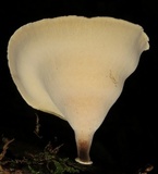 Polyporus leprieurii image