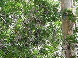Brunneocorticium corynecarpon image