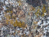 Candelariella aurella image