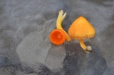 Humidicutis marginata image