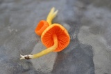 Humidicutis marginata var. marginata image