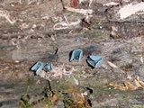 Chlorociboria aeruginascens image