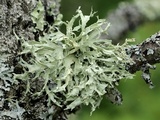 Ramalina americana image