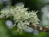 Ramalina americana image