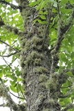 Ramalina americana image