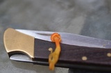 Hygrocybe reidii image
