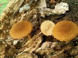 Flammulaster erinaceellus image