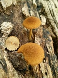 Flammulaster erinaceellus image