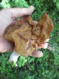 Gyromitra infula image