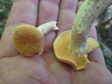 Hydnum subrufescens image