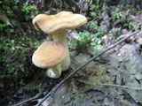 Hydnum subrufescens image
