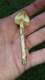 Inocybe rimosa image