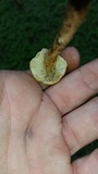 Inocybe rimosa image