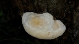 Tyromyces chioneus image