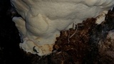 Tyromyces chioneus image