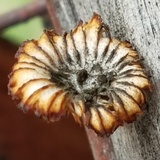 Heliocybe sulcata image