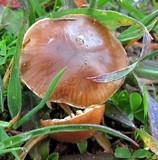 Psilocybe inquilina image