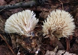 Tremellodendron merismatoides image