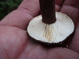Lactarius lignyotus var. lignyotus image