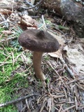 Lactarius lignyotus image