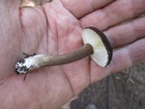Lactarius lignyotus var. lignyotus image
