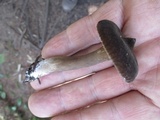 Lactarius lignyotus var. lignyotus image