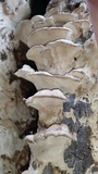 Oxyporus populinus image