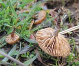 Psilocybe inquilina image