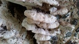 Oxyporus populinus image