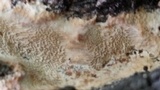 Oxyporus populinus image