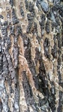 Oxyporus populinus image