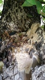 Oxyporus populinus image