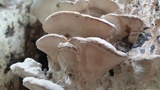 Oxyporus populinus image