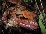 Lactarius luculentus image