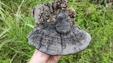 Fomes fasciatus image