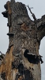 Fomes fasciatus image