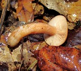 Lactarius luculentus image