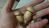 Boletus patrioticus image