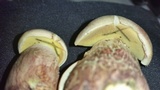 Boletus patrioticus image