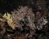 Tilachlidium brachiatum image